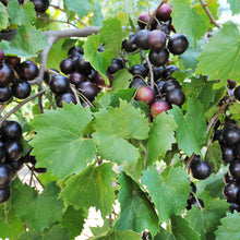Heirloom Non-GMO Giant Black Muscadine Seeds prized for large, Sweet Rich Flavor