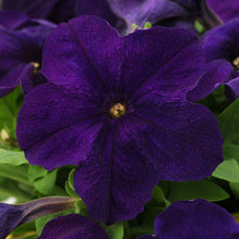 Dark purple Alderman petunia flower seeds