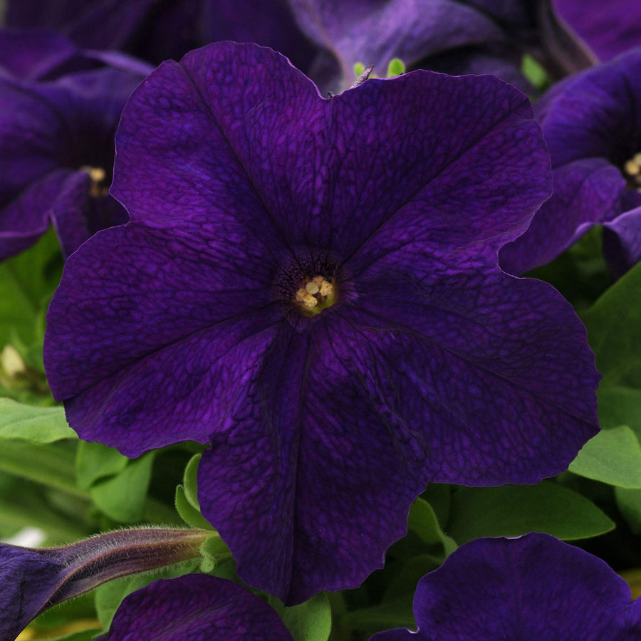 Dark purple Alderman petunia flower seeds