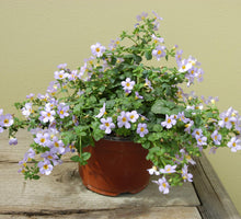 Hanging Bacopa Sutera Cordata Seeds for growers seeking a long-blooming display
