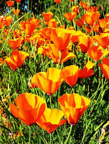 Poppy Eschscholzia Californica California Seeds for a bright addition to the Wildflower Gardens