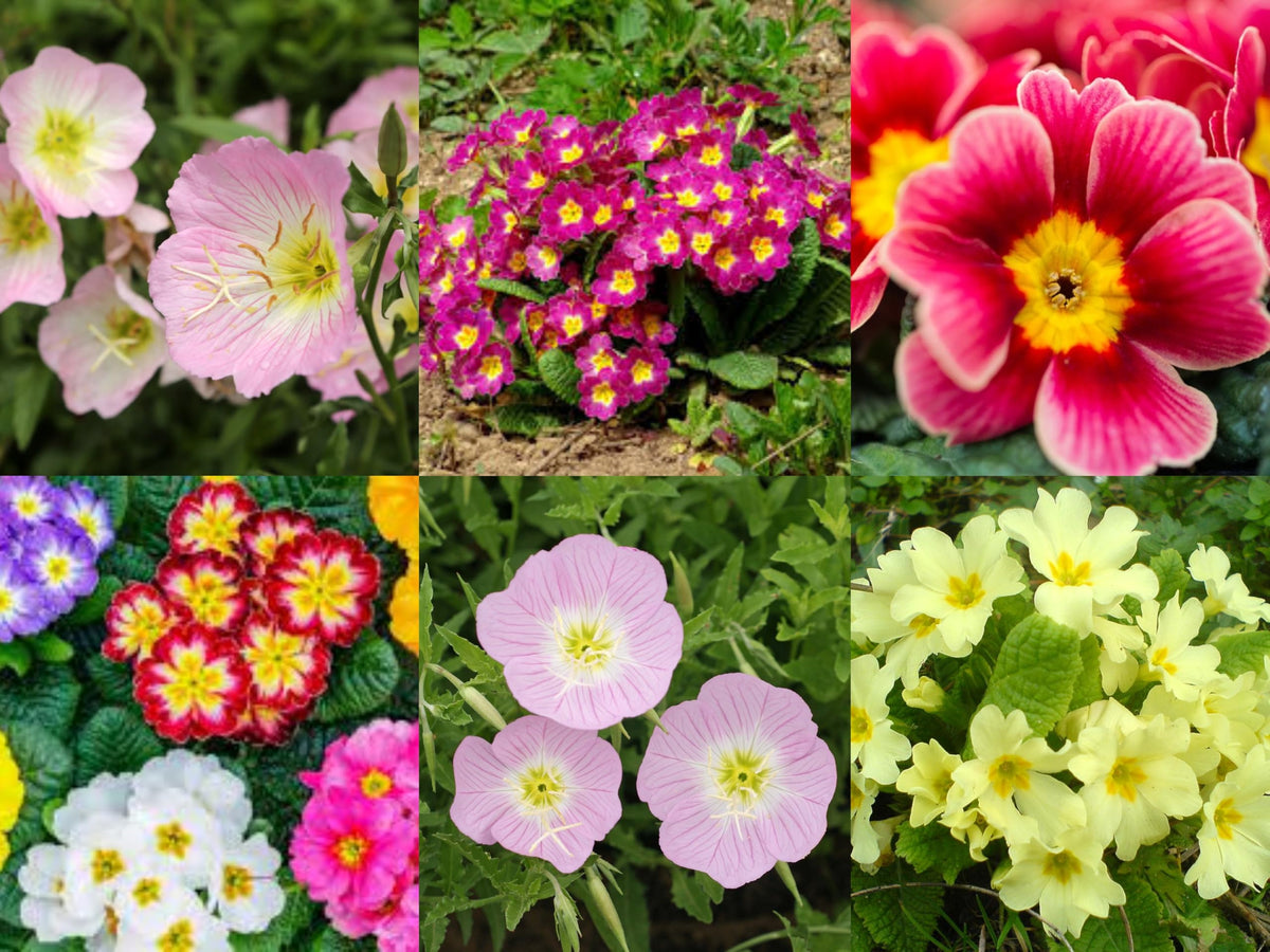 Primrose Primula vulgaris flower seeds for planting in backyard flower beds or garden borders - for planting in home garden