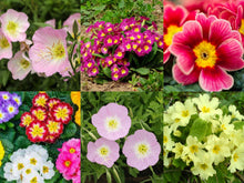 Primrose Primula vulgaris flower seeds for planting in backyard flower beds or garden borders - for planting in home garden