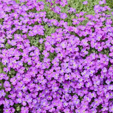 Roccia Cress Aubrieta Cascade Purple Flower Plant Seeds for reliable seasonal color