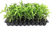 Night Blooming Jasmine Cestrum nocturnum for planting in flower bed