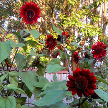 Helianthus red sunflower heirloom garden seeds