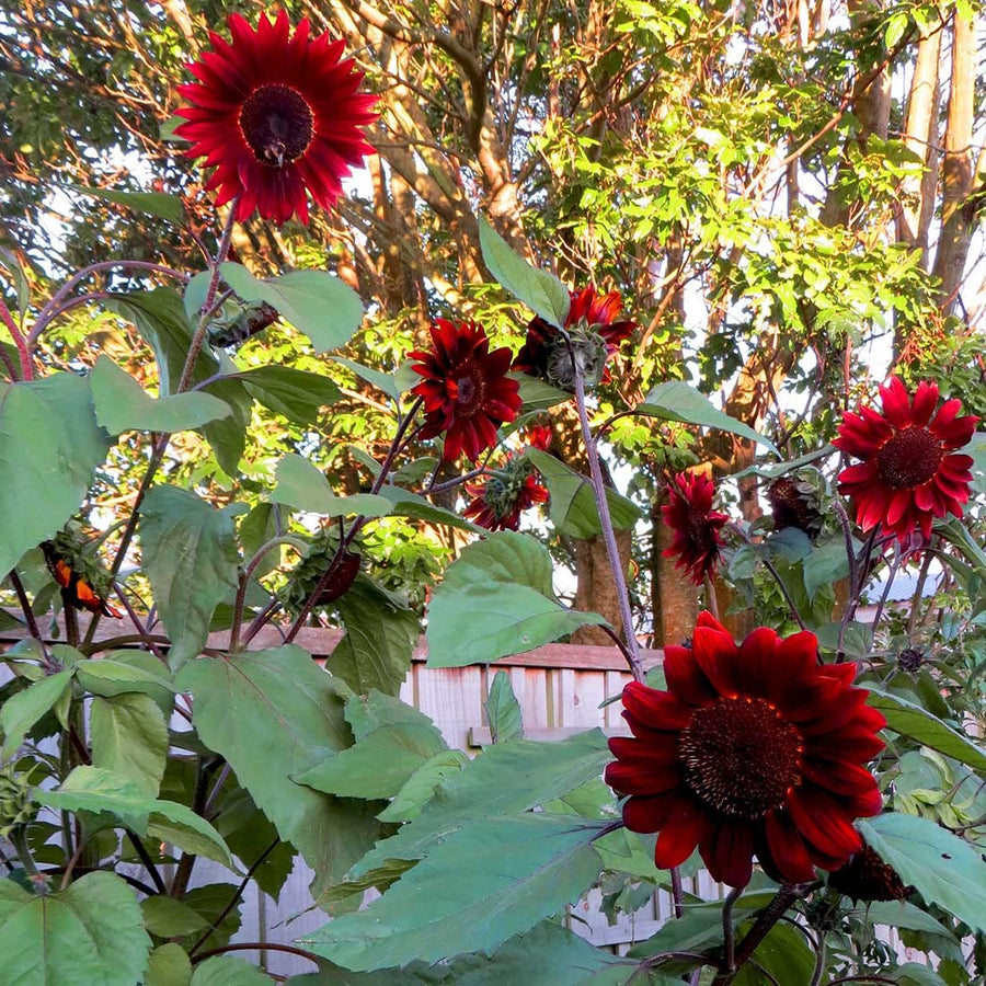 Helianthus red sunflower heirloom garden seeds