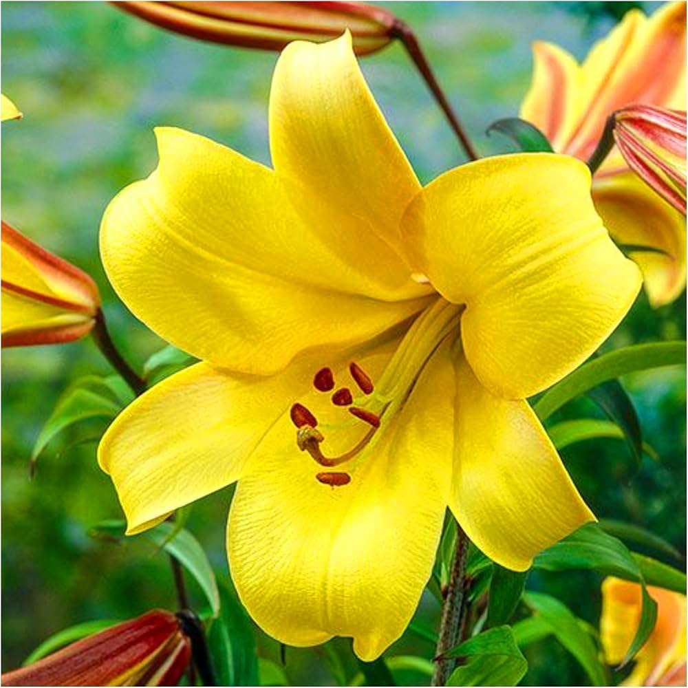 Lily Flower ��������� Lilium spp. ��������� for planting in yellow garden