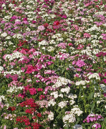 Dianthus Dianthus Barbatus Sweet William Multi-Color Seeds for a lasting display in the Cut Garden Borders
