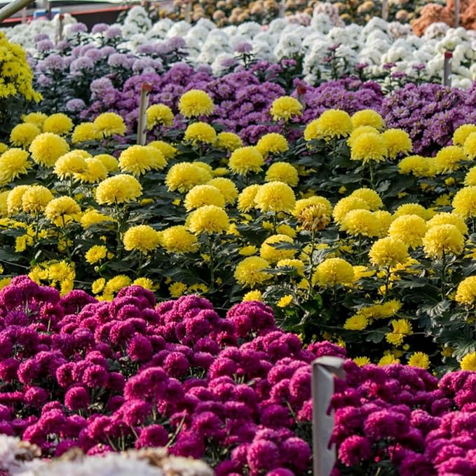Chrysanthemum Mixed Colors Four Seasons Flower - for planting in home garden