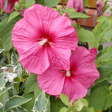 Hibiscus Moscheutos Seeds (Hibiscus moscheutos) for a bright addition to the Water Garden