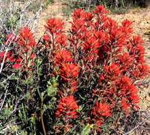 Castilleja Coccinea Seeds for growers filling out the Wildflower Meadow