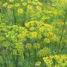 Fennel Seeds (Foeniculum vulgare) for a fragrant addition to the Herb Vegetable Patch