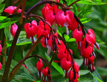 Bicuculline Seeds (Dicentra spectabilis) for colorful blooms in the ornamental garden and woodland planting