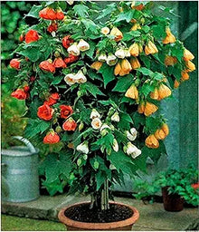Abutilon Seeds (Abutilon hybridum) for a lasting display in the home garden or decorative pots