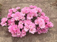 Godetia Sommerazalee Seeds valued for elegant, Pink Godetia Flowers