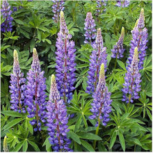European Lupine wild seeds sprouting into tall spikes of densely packed flowers in shades of purple, pink, and white