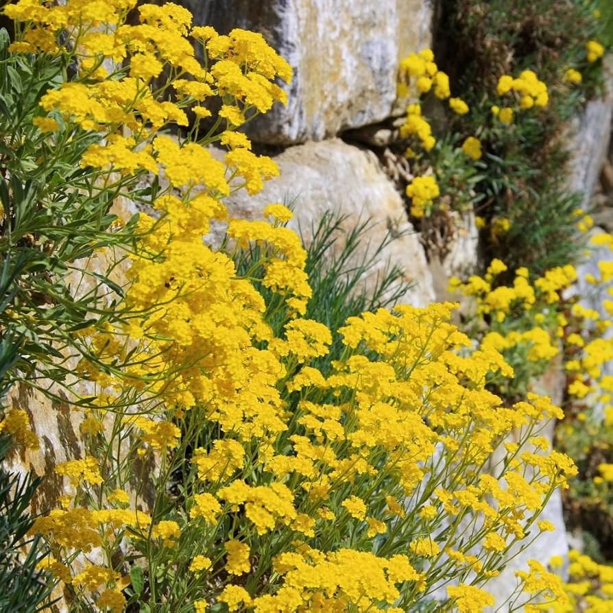 Mountain Gold Alyssum (Aurinia saxatilis) for planting in rock garden