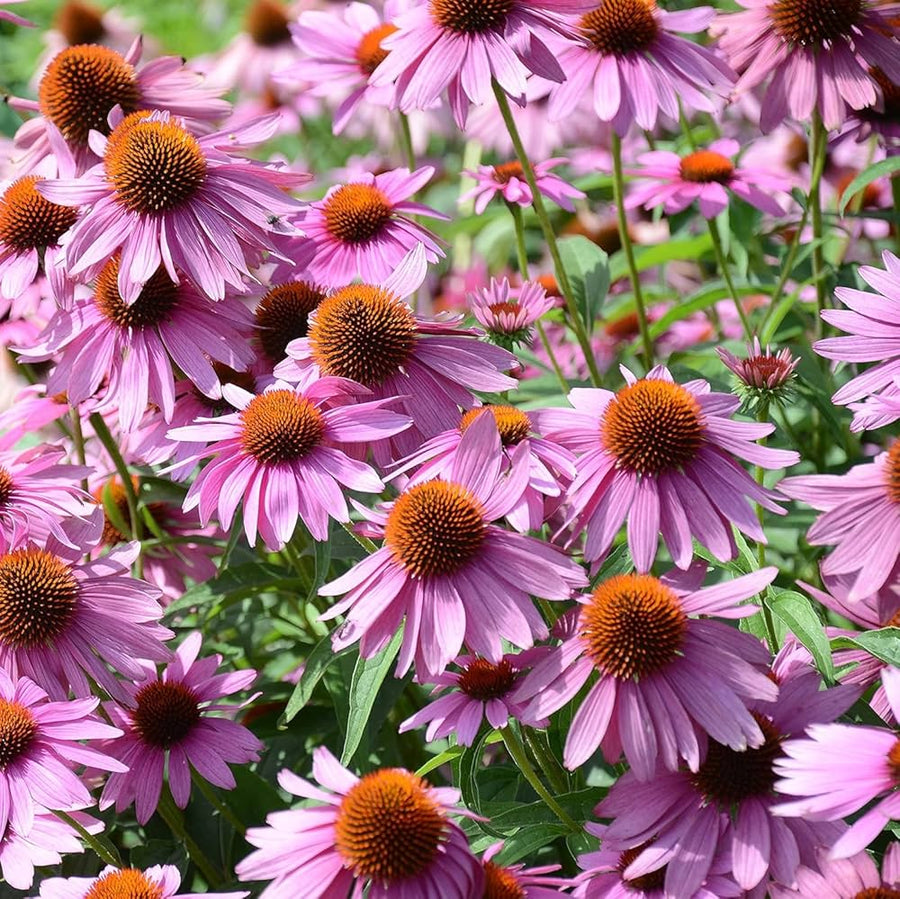 Coneflower Echinacea for planting in flower bed