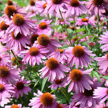 Echinacea Secret Affair Chrysanthemum Seeds (Echinacea purpurea) for a lasting display in the Flower Bed