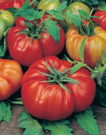 Costoluto Fiorentino Tomato Seeds (Solanum lycopersicum) for home growers seeking a reliable harvest