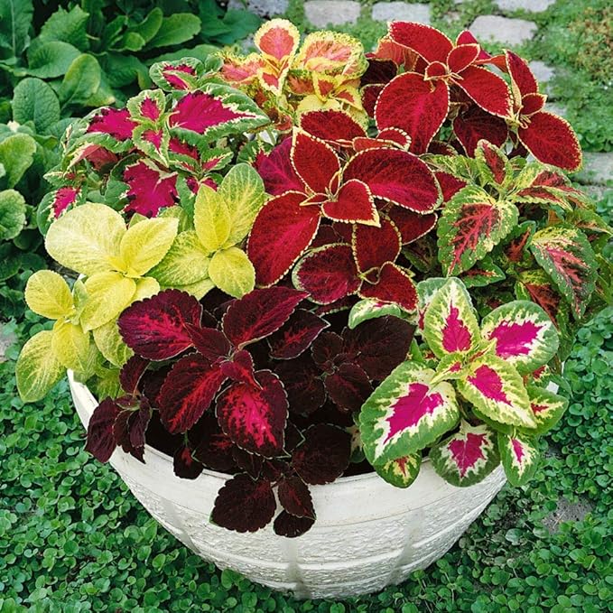 Begonia Flower - for planting in home garden
