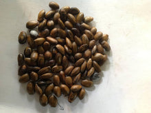 Soursop Tree Seeds for long-term planting in the yard