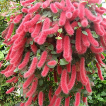 Acalypha Pendula Seeds (Acalypha pendula) for a bright addition to the Flower Bed & Garden
