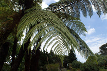 Cyathea Medullaris Tree Seeds for long-term planting in the Tropical Garden