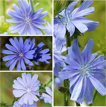 Chicory Seeds for growers seeking a long-blooming display