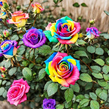Rose Rosa Hybrida Holland Rainbow Seeds for growers filling out the Garden Floral Displays