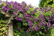 Clematis Climbing Seeds (Clematis spp.) for vertical growth across the Vertical Garden