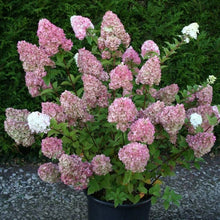 Vanilla Strawberry Hydrangea Seeds (Hydrangea paniculata) known for backyard blooms and decorative planting