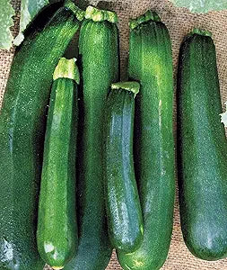 Squash Cooking for planting in home garden.