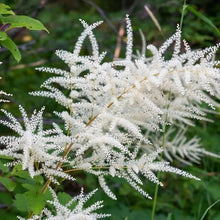 Dwarf Goat’s Beard Seeds (Aruncus dioicus) for seasonal color across the Flower Bed & Shade Garden