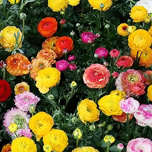 Ranunculus Ranunculus Asiaticus Double Buttercup Flower Seeds for Planting – Vibrant Blooms for Spring Gardens and Bouquets