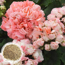 Geranium Pelargonium Hortorum Seeds for long-term planting in the yard
