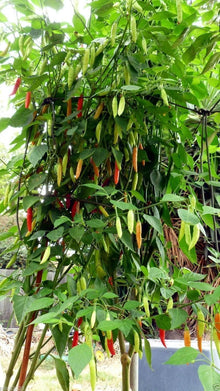 Aji Magyar Pepper Seeds (Capsicum baccatum) for productive rows in the Spicy Garden Planting