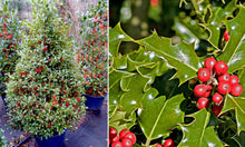 ILEX Aquifolium Holly Seeds (Ilex aquifolium) for a lasting display in the Flower Bed & Urban Garden