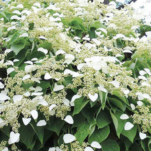 Hydrangea Bonsai Seeds for long-term planting in the yard