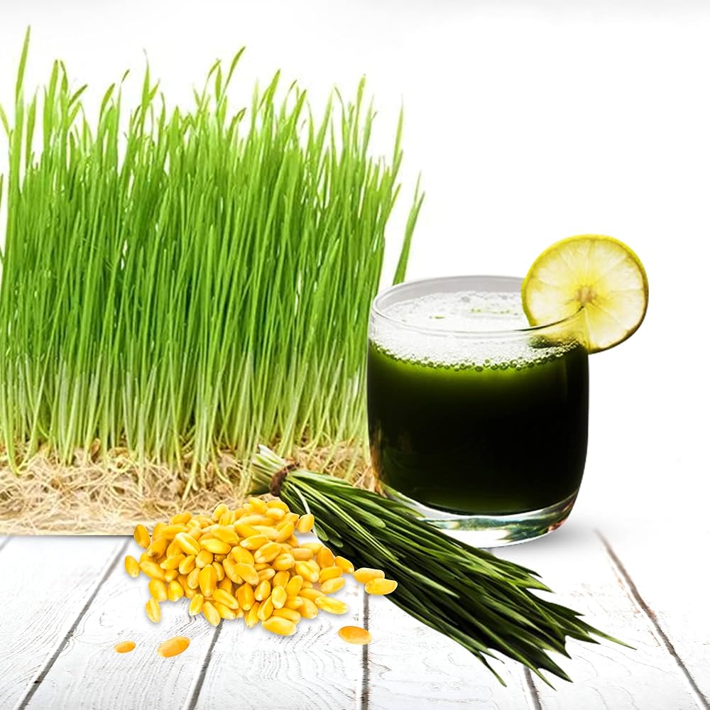 Wheatgrass Cat Grass seeds for pet-friendly garden planting
