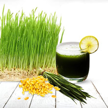Wheatgrass Cat Grass seeds for pet-friendly garden planting