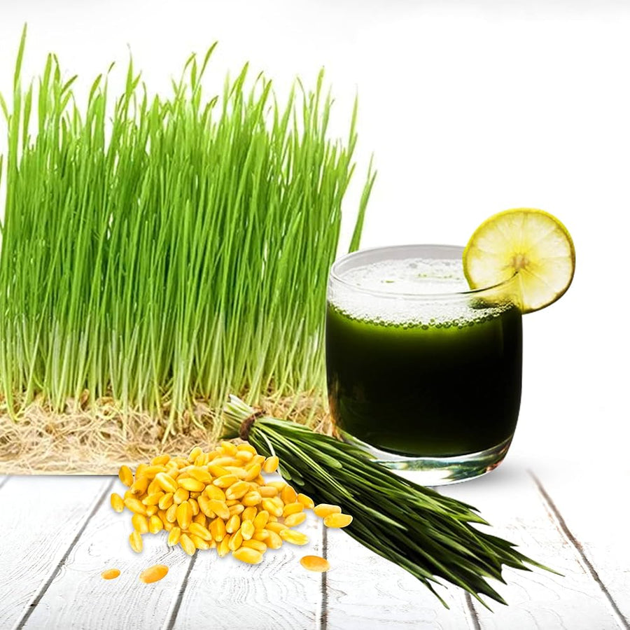 Wheatgrass Cat Grass seeds for pet-friendly garden planting