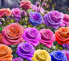 Mixed Colors Rose Flower seeds for vibrant roses