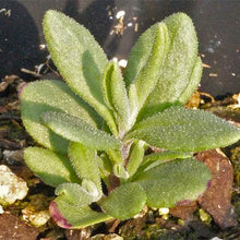 Lavender Seeds (Lavandula angustifolia) for cooks growing the Herb Flower Bed