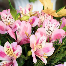 Peruvian Lily Seeds (Alstroemeria spp.) for growers filling out the Flower Bed