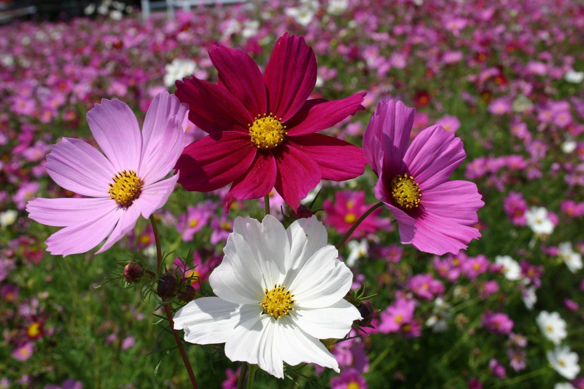 Cosmos Bipinnatus "Dazzler" Bold Carmine Seeds for reliable seasonal color