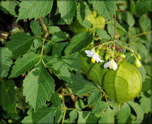 Balloon Vine Seeds (Cardiospermum halicacabum) for trellises and fences in the backyard trellis and vertical gardening