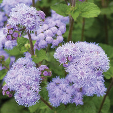 Blau Ageratum Mist Seeds for seasonal color across the Borders & Pollinator Gardens