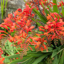 Flame Orange Crocosmia Seeds for a sweet addition to the home orchard